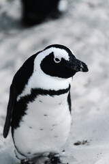 Pingouin