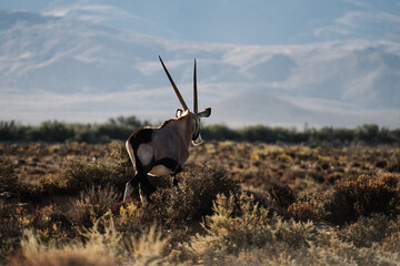 Oryx