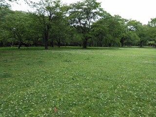 green grass field