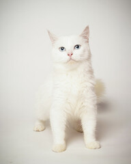 the white cat is being stylish like a child.