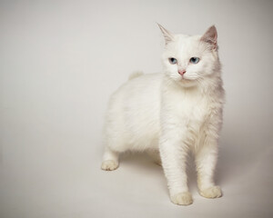 Persian cat who was turning his head, as if he saw something strange. This cat smells an attention-grabbing scent to hunt it. a very serious cat expression.