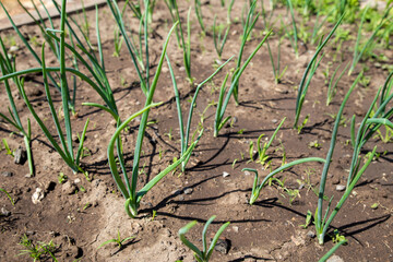 Young green onions grow in the garden in the spring. Fresh shoots of onion greens in the garden. Garden and vegetable garden concept.