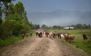 Cows on mountain road