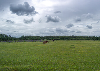 lying dark brown horse on grass.horse photography, equine have a rest