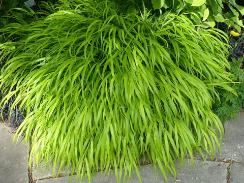 
Hakonechloa macra is a species of flowering plant in the family Poaceae.
