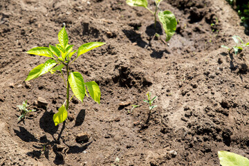 Young sprouts of pepper seedlings in the garden. Vegetable garden with a pepper Bush. Concept of agriculture.