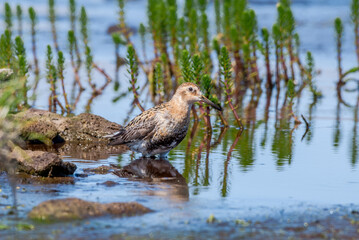 Rock Sandpiper (Calidris ptilocnemis) at St. George Island, Pribilof Islands, Alaska, USA