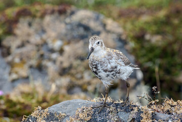 Rock Sandpiper (Calidris ptilocnemis) at St. George Island, Pribilof Islands, Alaska, USA