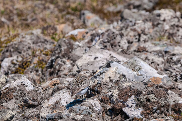 Rock Sandpiper (Calidris ptilocnemis) at St. George Island, Pribilof Islands, Alaska, USA