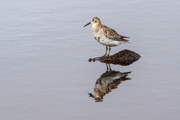 Rock Sandpiper (Calidris ptilocnemis) at St. George Island, Pribilof Islands, Alaska, USA