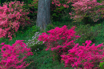 樹木の幹を取り囲むように咲くツツジ