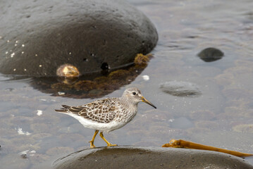 Rock Sandpiper (Calidris ptilocnemis) at St. George Island, Pribilof Islands, Alaska, USA