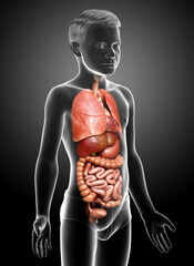 3d rendered medically accurate illustration of boy Internal organs