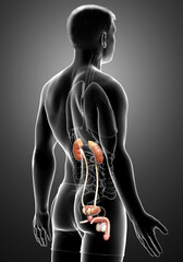 3d rendered, medically accurate illustration of the kidneys