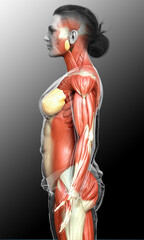 Obraz premium 3d rendered medically accurate illustration of a female muscle system