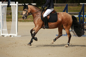 Show jumper Chestnut following the gallop..