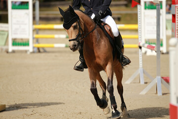 Show jumping horse with rider on the show ground..