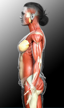 3d rendered medically accurate illustration of a female muscle system