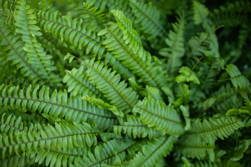Fototapeta na wymiar Shrubs of green fern leaves. Background made by green leaves fern.