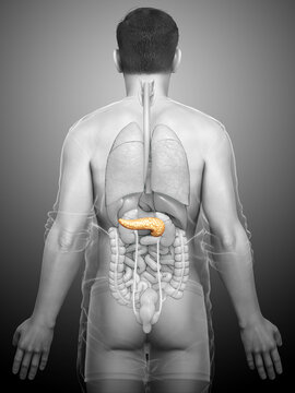 3d rendered, medically accurate illustration of a male pancreas