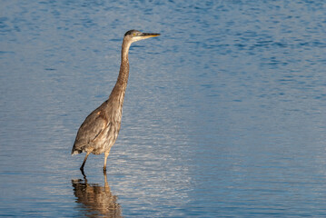 Great Blue Heron (Ardea herodias) in Malibu lagoon, California, USA