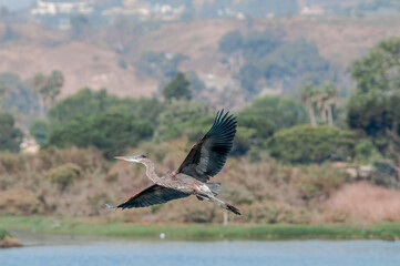 Great Blue Heron (Ardea herodias) in Malibu lagoon, California, USA
