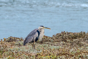 Great Blue Heron (Ardea herodias) in Malibu lagoon, California, USA