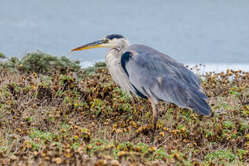 Great Blue Heron (Ardea herodias) in Malibu lagoon, California, USA