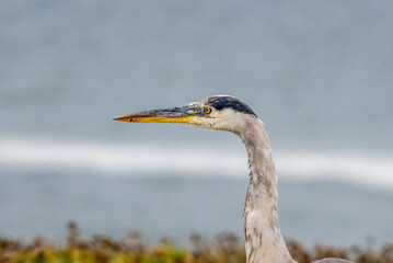 Great Blue Heron (Ardea herodias) in Malibu lagoon, California, USA