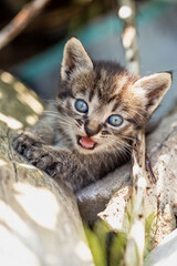 Cute stray kitten outdoors