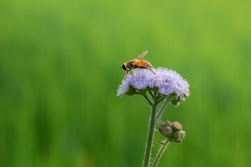 Beautiful Macro Nature of  Bee Sucking Nectar on Flowers