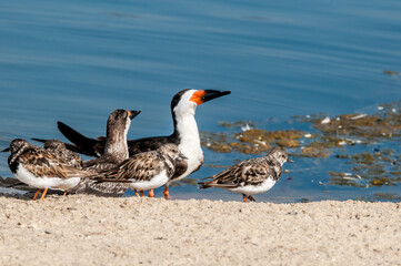Ruddy Turnstone (Arenaria interpres) in Malibu Lagoon, California, USA