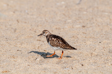 Ruddy Turnstone (Arenaria interpres) in Malibu Lagoon, California, USA