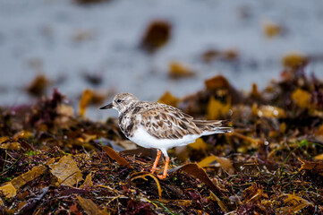Ruddy Turnstone (Arenaria interpres) in Malibu Lagoon, California, USA