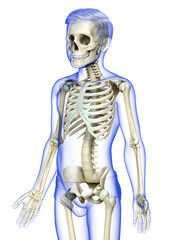 3d rendered, medically accurate illustration of a young boy skeleton system