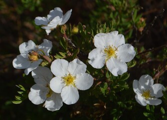 white flowers in the garden