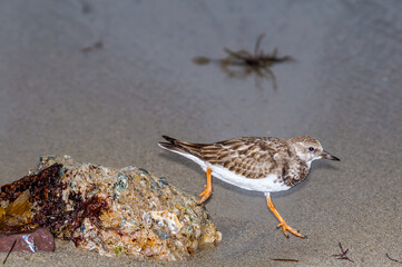 Ruddy Turnstone (Arenaria interpres) in Malibu Lagoon, California, USA