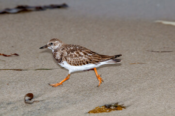 Ruddy Turnstone (Arenaria interpres) in Malibu Lagoon, California, USA
