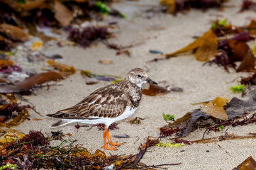 Ruddy Turnstone (Arenaria interpres) in Malibu Lagoon, California, USA