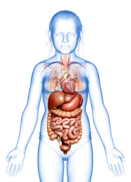 3d rendered medically accurate illustration of young girl Digestive System  and heart