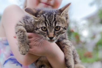 a little baby cat on the arm of a little girl