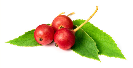 fresh Muntingia calabura fruit and leaves isolated on white background