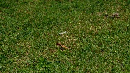 Farfalla bianca in volo