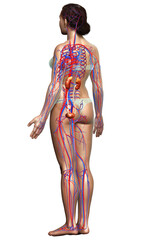 3d rendered, medically accurate illustration of the female kidneys and circulatory system