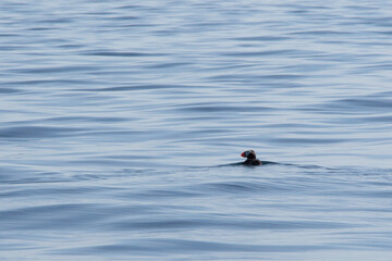 Die Wildnis von Kamtschatka