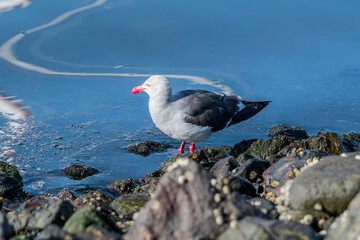 Dolphin Gull (Leucophaeus scoresbii) in Ushuaia area, Land of Fire (Tierra del Fuego), Argentina