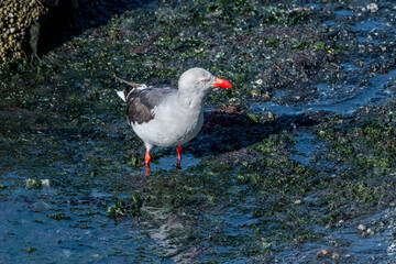 Dolphin Gull (Leucophaeus scoresbii) in Ushuaia area, Land of Fire (Tierra del Fuego), Argentina
