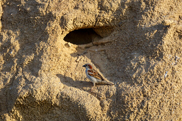 Passer domesticus. House Sparrow, male. Province of Leon, Spain.