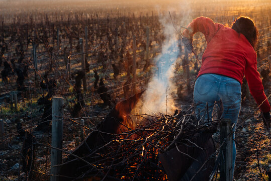 une femme travaillant dans les vignes en hiver avec une brouette pour bruler les sarments. Le travail viticole en hiver. Brulage des sarments. Une brouette pour bruler les vignes.
