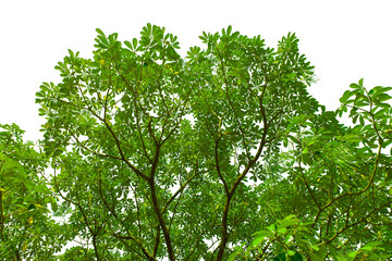 Fototapeta premium green leaves on a branch